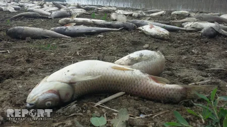 Ağcabədidə balıqlar kütləvi şəkildə tələf olub - FOTO