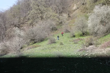 Karrar Dayaq məntəqəsində nadir bitkilərin canlı kolleksiyası yaradılır