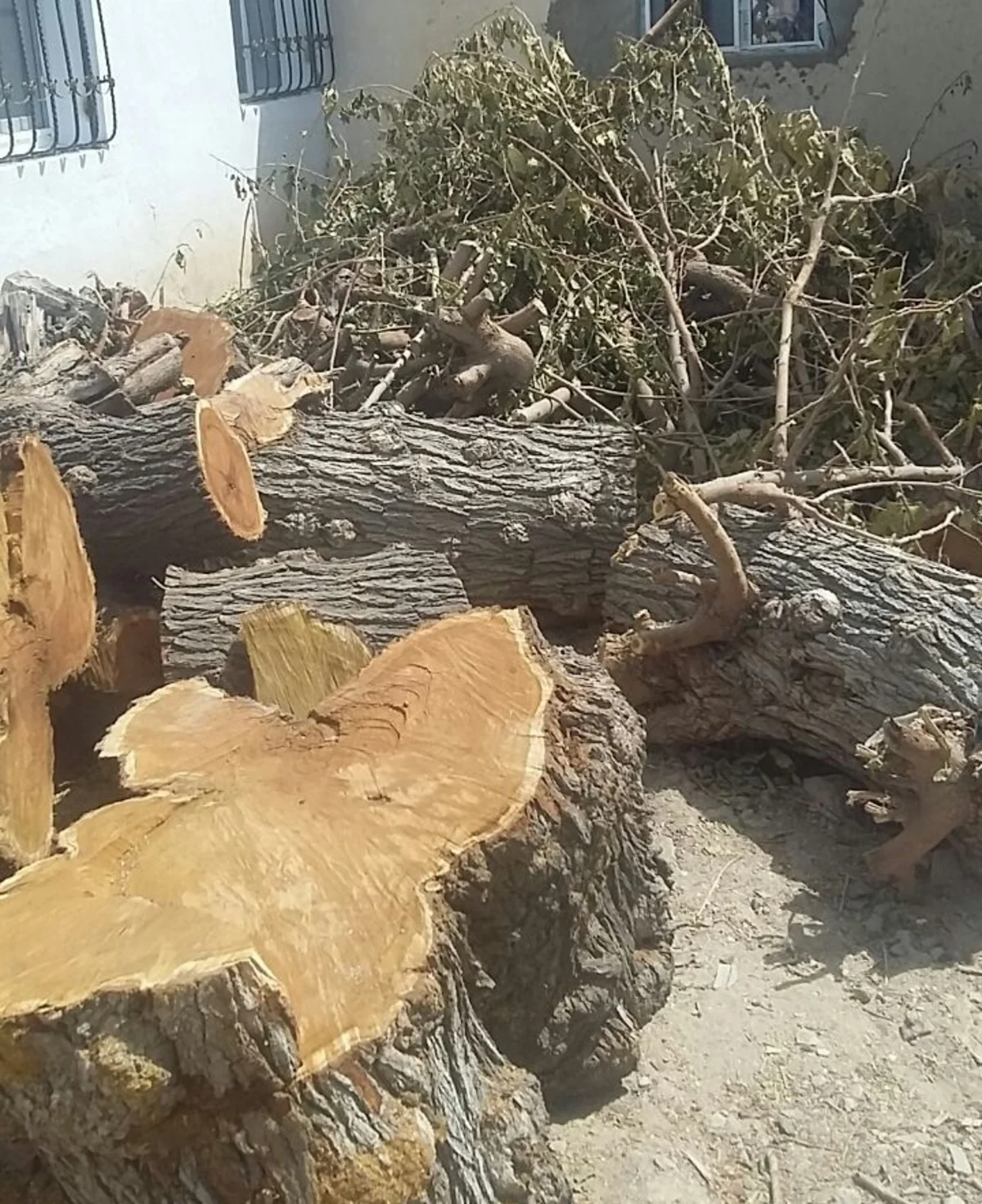 Sumqayıtda tut ağacını kəsdirən qadınla bağlı akt tərtib olunub