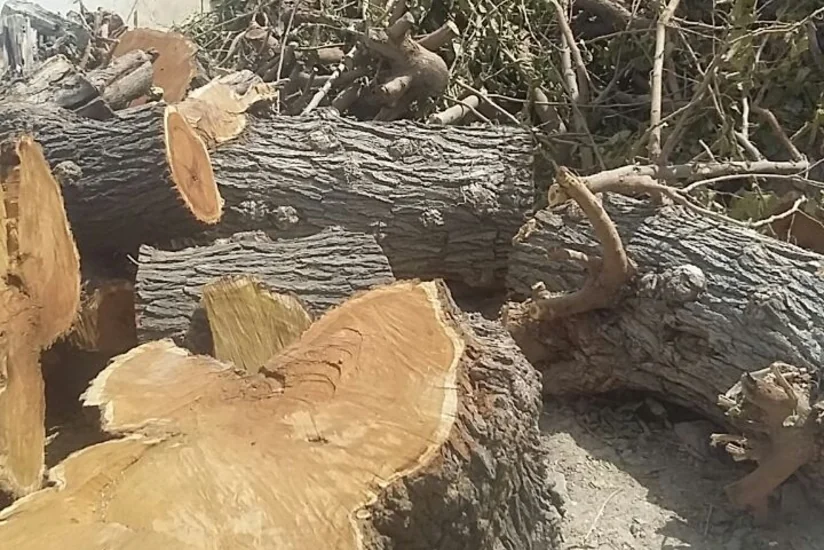 Sumqayıtda tut ağacını kəsdirən qadınla bağlı akt tərtib olunub