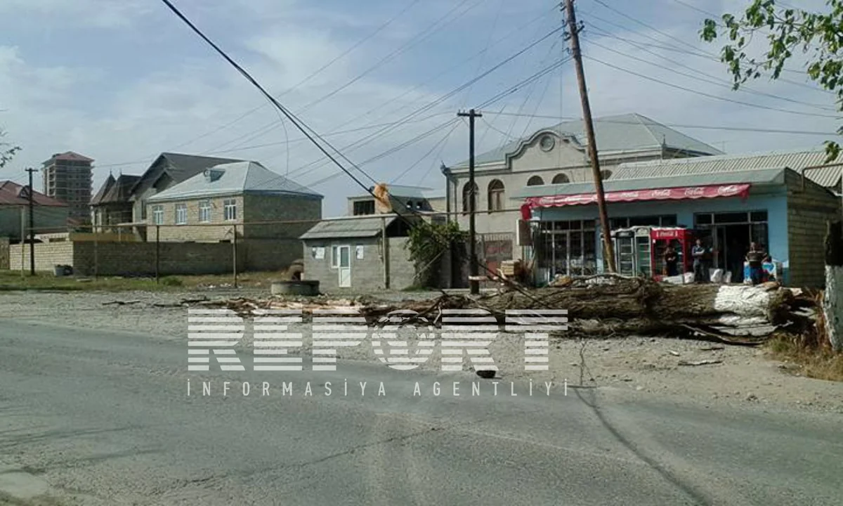​Strong winds throw down large trees in Guba, Guba-Khachmaz highway blocked