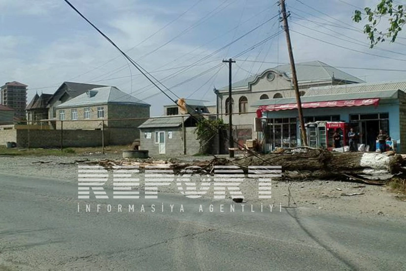 Güclü külək Qubada iri ağacları aşırıb, Quba-Xaçmaz yolu bağlanıb - FOTO