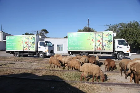 Qurbanlıq qoyunların onlayn satışına maraq böyükdür