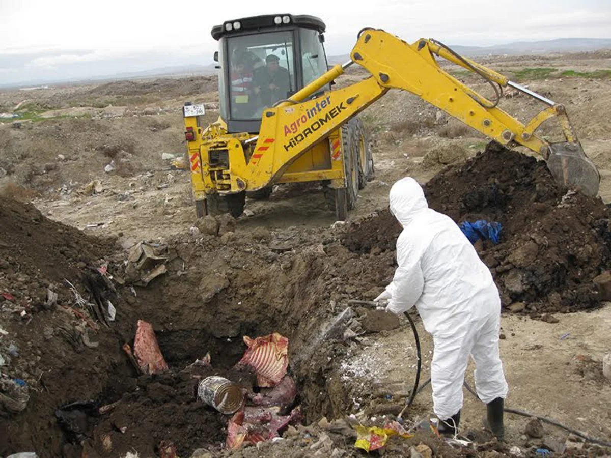 Bakıda mənşəyi məlum olmayan 5 ton mal əti basdırılıb - FOTO