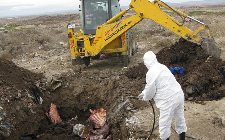 Bakıda mənşəyi məlum olmayan 5 ton mal əti basdırılıb - FOTO