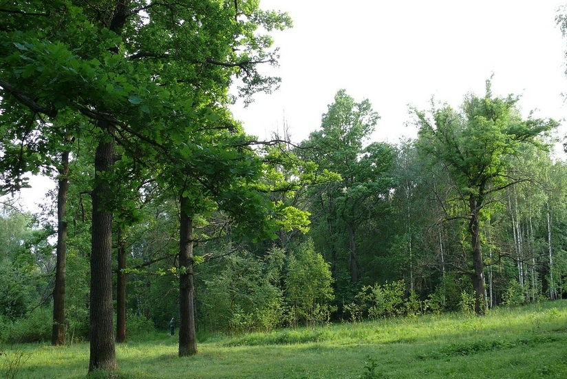 Azerbaijan approves annual deforestation volume