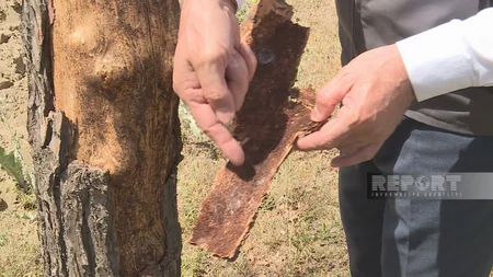 ETSN rəsmisi: Qurumuş Eldar şamlarının yerinə yeni ağaclar əkilir