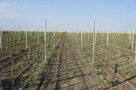 Dünyanın ən gözəl və üstün Qarabağ atları - REPORTAJ