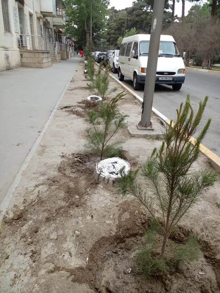 Sumqayıtda aşan ağacların yerinə yeniləri əkilib