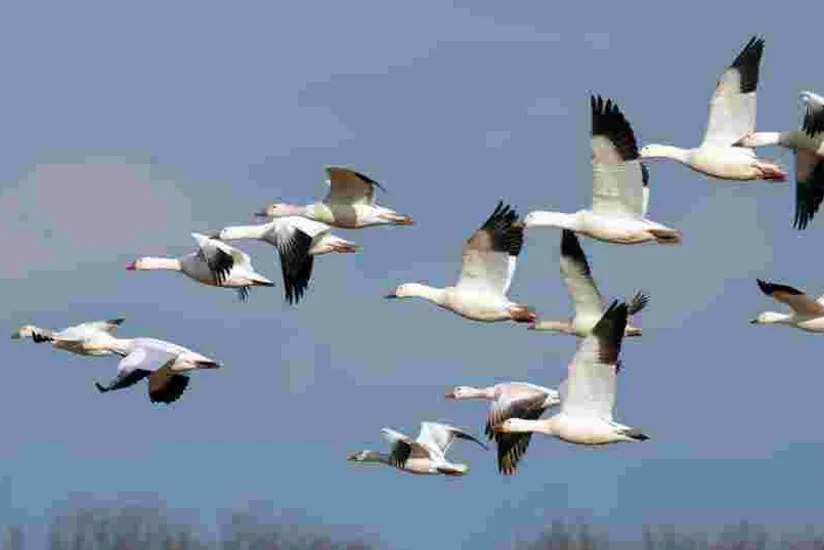 Azərbaycanda “Quş qripinə görə aparılan monitorinqlər başa çatıb