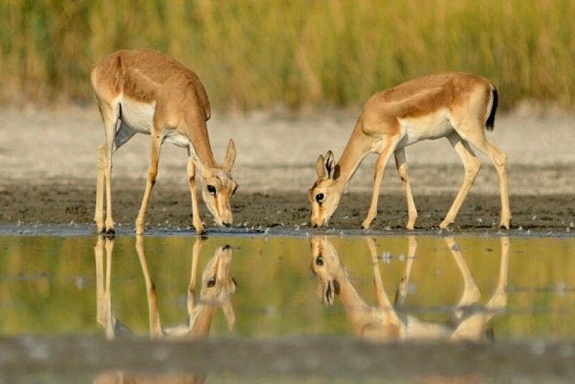 Ötən il 16 ceyran, 66 şahin quşu təbiətə buraxılıb