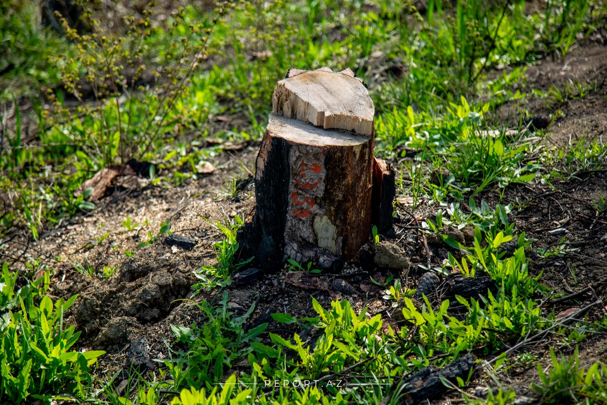 Ağacları kəsən şirkət cəzalandırılıb