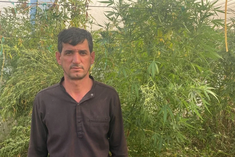 İstixanada narkotik tərkibli bitkilər becərən Salyan rayon sakini saxlanılıb