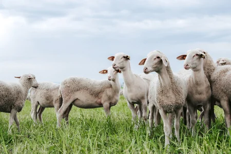 Azerbaijan buys purebred sheep from Europe