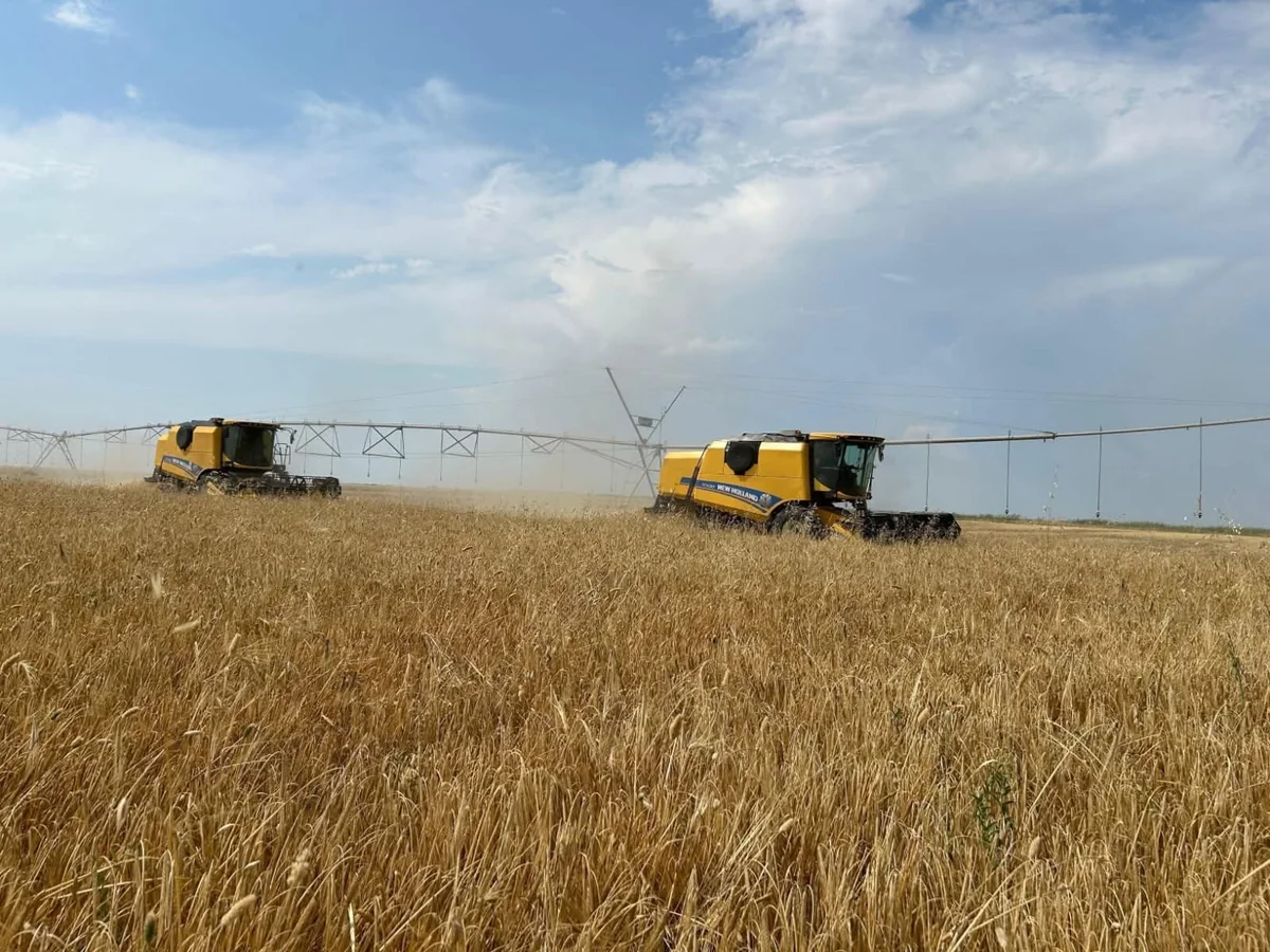 Muğan rayonlarında buğda biçini başa çatıb 