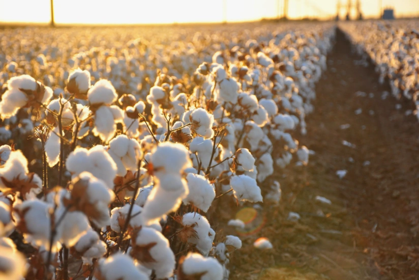 Neftçalada 21,7 min ton pambıq istehsal edilib