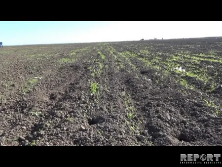 Cəlilabadın taxıl sahələrində gəmiricilərin sayı kəskin şəkildə artıb