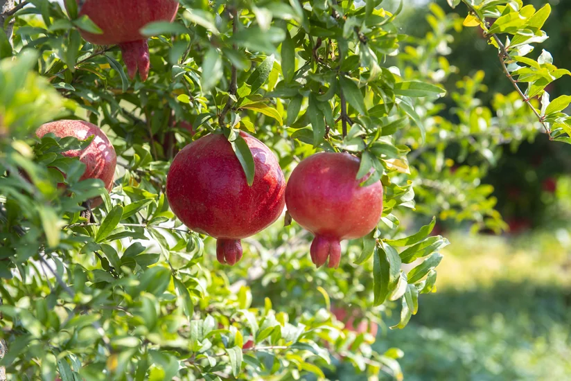 Kənd Təsərrüfatı naziri fermerlərlə görüşüb