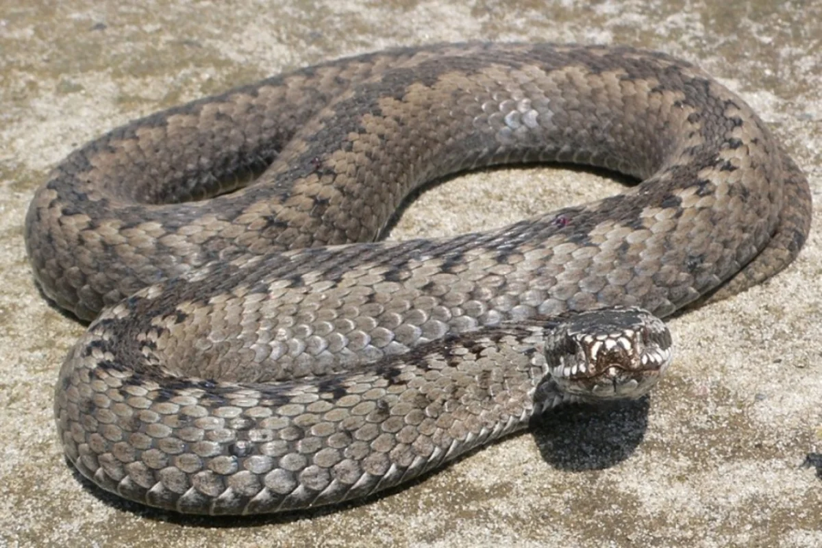 ​Şəkidə 44 yaşlı qadını ilan sancıb