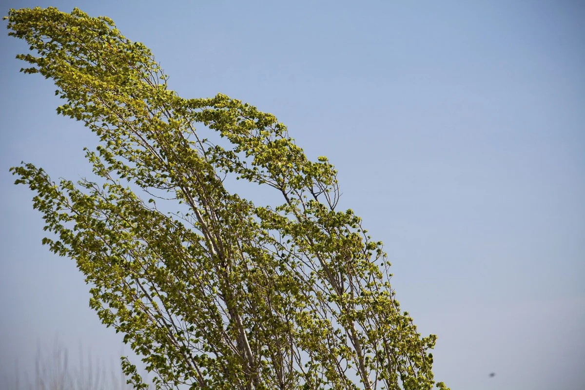 Sabah Bakıda güclü külək əsəcək - XƏBƏRDARLIQ