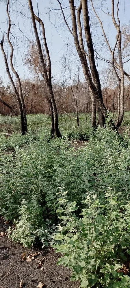 Yanmış meşə ərazilərində təbii bərpa prosesi müşahidə olunur