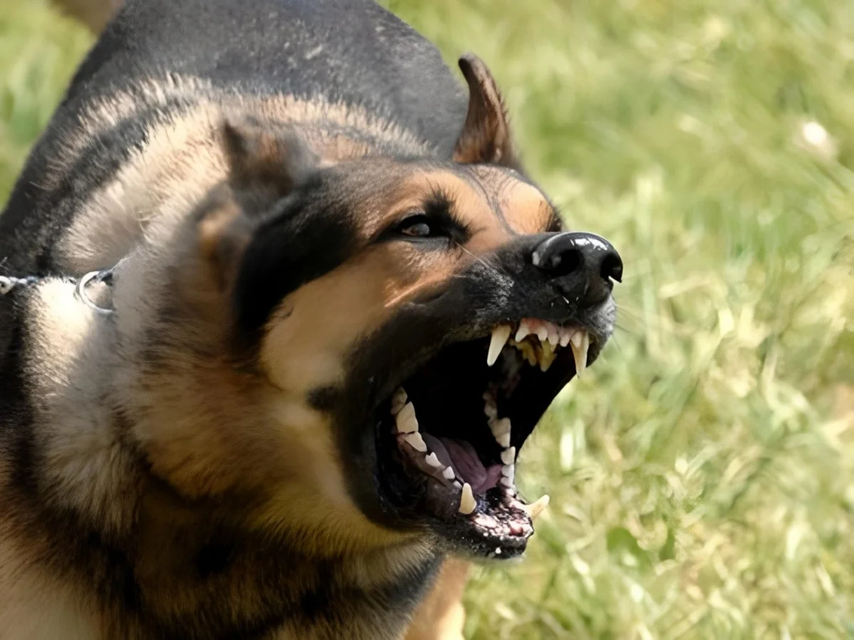 Ağdamda azyaşlını it dişləyib, xəstəxanaya yerləşdirilib