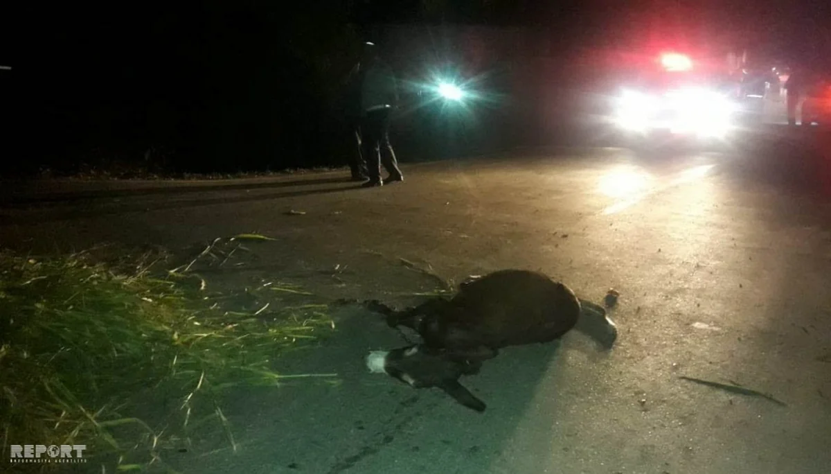 Qazaxda uzunqulaqla gedən yaşlı kişini maşın vurub - FOTO
