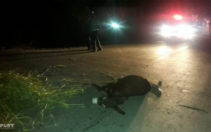 Qazaxda uzunqulaqla gedən yaşlı kişini maşın vurub - FOTO