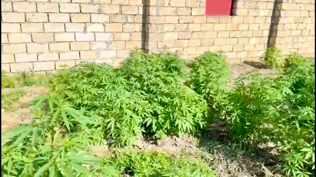 Sabirabadda çətənə kolları yetişdirməkdə şübhəli bilinən 4 nəfər həbs olunub