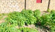 Sabirabadda çətənə kolları yetişdirməkdə şübhəli bilinən 4 nəfər həbs olunub