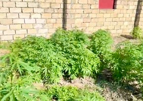 Sabirabadda çətənə kolları yetişdirməkdə şübhəli bilinən 4 nəfər həbs olunub