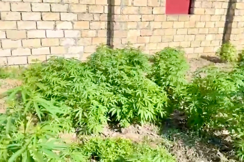 Sabirabadda çətənə kolları yetişdirməkdə şübhəli bilinən 4 nəfər həbs olunub