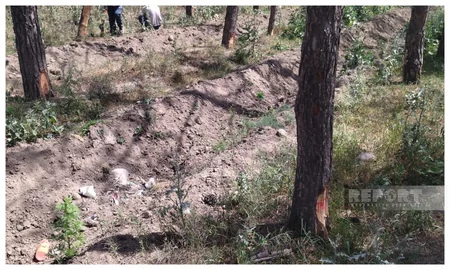 Yevlaxda Eldar şamlarının kütləvi qurumasının səbəbləri məlum olub