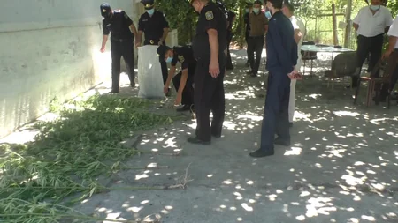 Salyanda narkotik tərkibli bitkilər əkən şəxs saxlanılıb