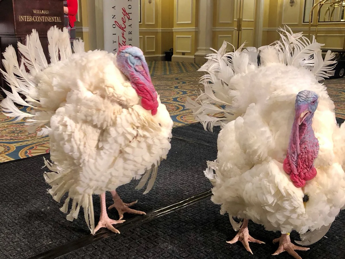 ABŞ-da hind toyuqlarını xilas etmək üçün imza toplanılır