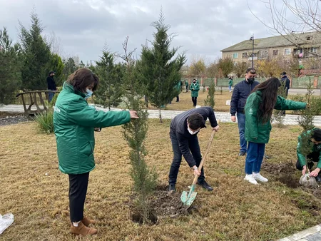 Kürdəmirdə şəhidlərin şərəfinə şam ağacları əkilib