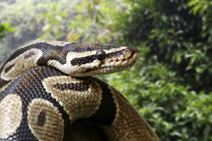 İndoneziyada piton qadını udub