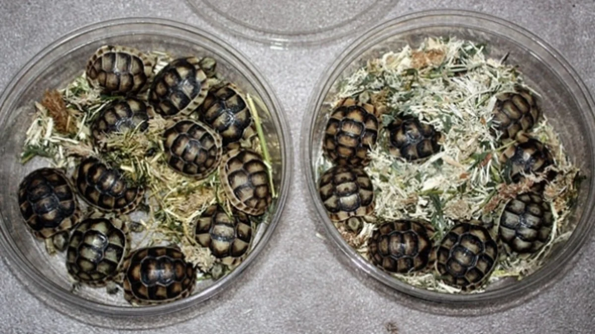 A man caught smuggling 51 turtles in his pants pleads guilty