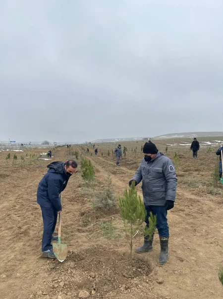 Bu gün ölkə ərazisində 15 minə yaxın müxtəlif cinsli ağac əkilib