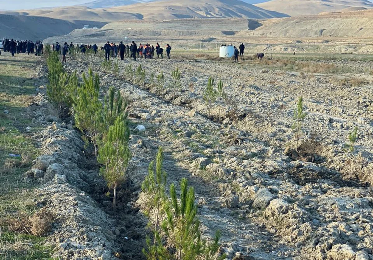 Xızıda ağacəkmə aksiyası keçirilib