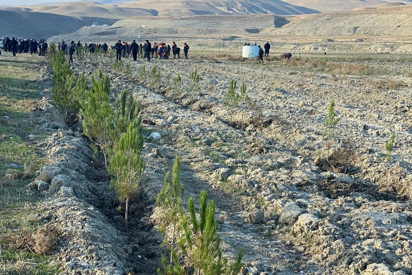 Xızıda ağacəkmə aksiyası keçirilib