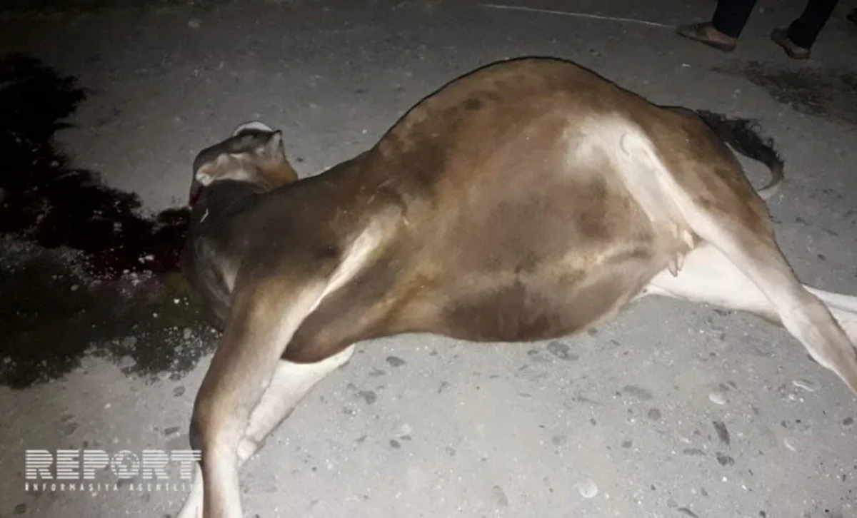 Ağstafada maşın iribuynuzlu heyvanı vuraraq öldürüb - FOTO