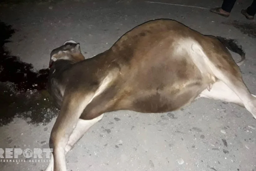 Ağstafada maşın iribuynuzlu heyvanı vuraraq öldürüb - FOTO