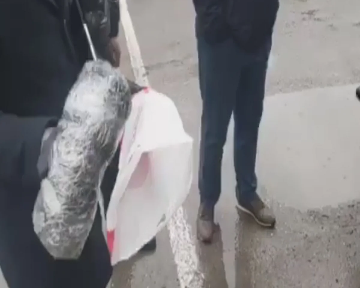 Ağsuda narkotiklərin qanunsuz dövriyyəsi ilə məşğul olanlar saxlanılıblar