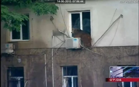​Tbilisidə zooparkdan qaçan sonuncu heyvan da tapılıb