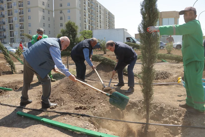 В Гяндже прошла акция по посадке деревьев, приуроченная к 100-летним юбилеям Гейдара Алиева и Зарифы Алиевой