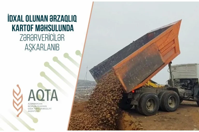 Belarusdan Azərbaycana gətirilən kartofda zərərvericilər aşkarlanıb