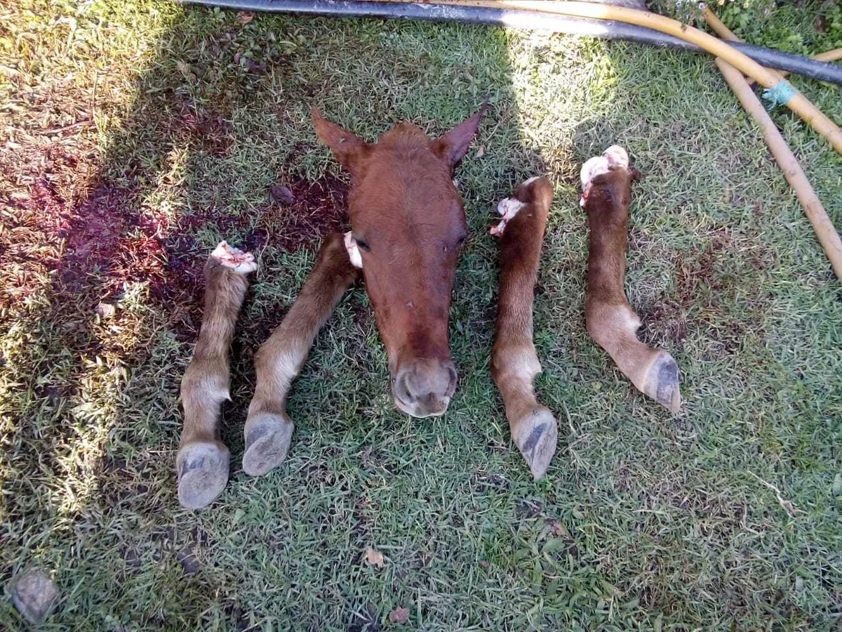 Balakəndə at ətinin satışının qarşısı alınıb