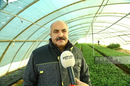 Azad edilmiş ərazilərdə Şərq çinarı, Eldar şamı, sərv, dağdağan və akasiya ağaclarının əkilməsi nəzərdə tutulur