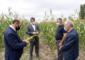 Güzəşt tətbiq edilən kənd təsərrüfatı avadanlıqlarının siyahısı genişləndi